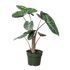 Alocasia Pink Dragon - Ethereal Company