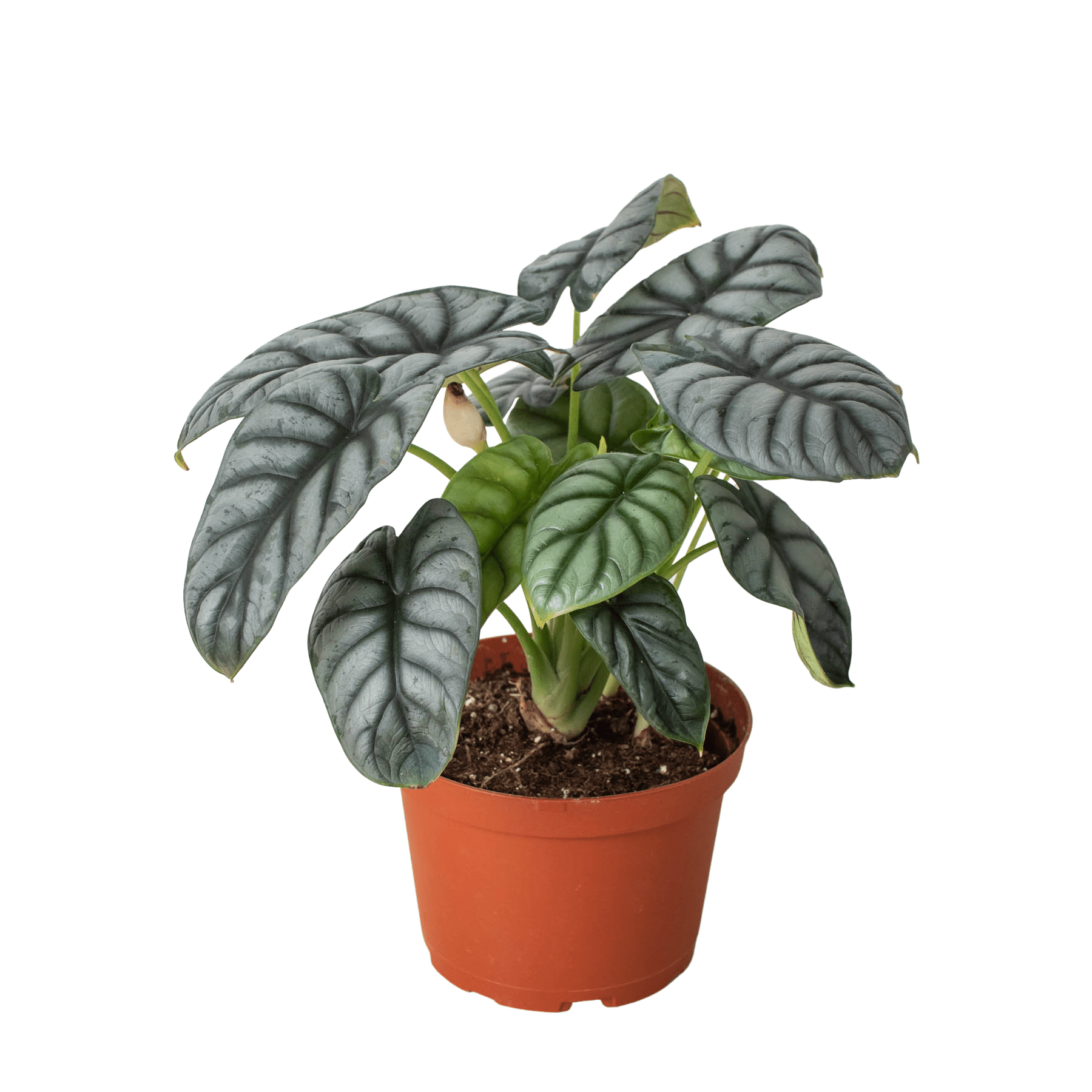 Alocasia Silver Dragon - Ethereal Company