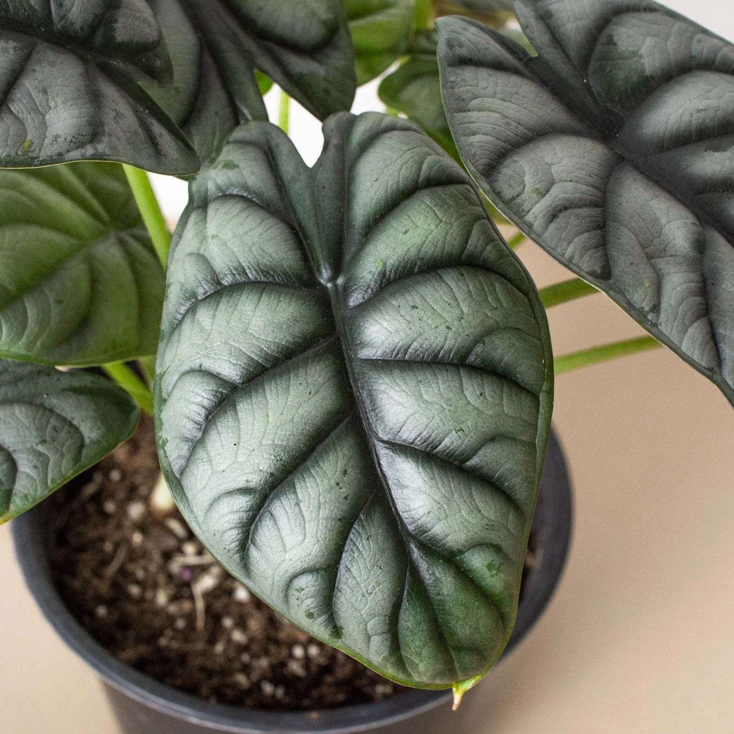 Alocasia Silver Dragon - Ethereal Company