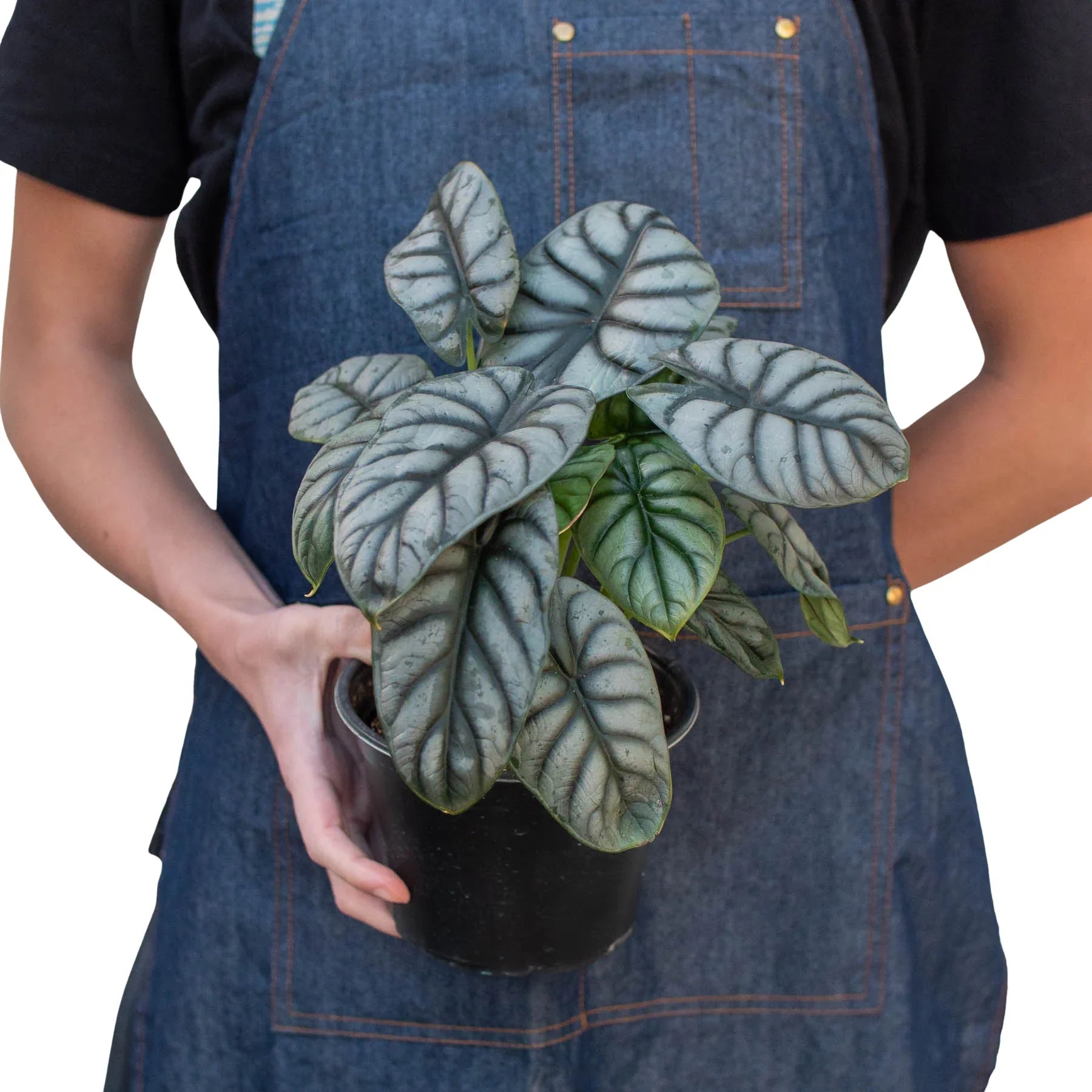 Alocasia Silver Dragon - Ethereal Company