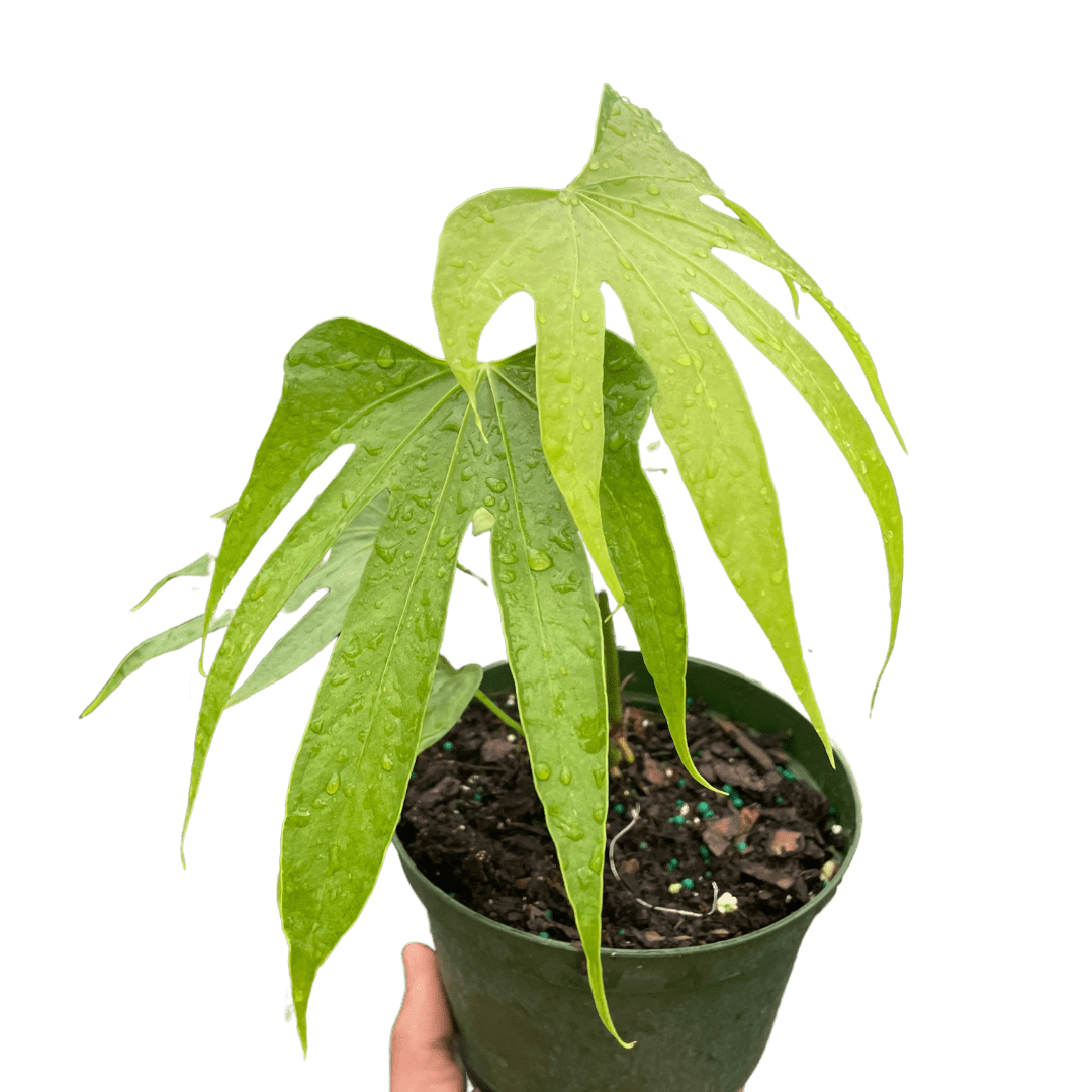 Anthurium Fingers - Ethereal Company-