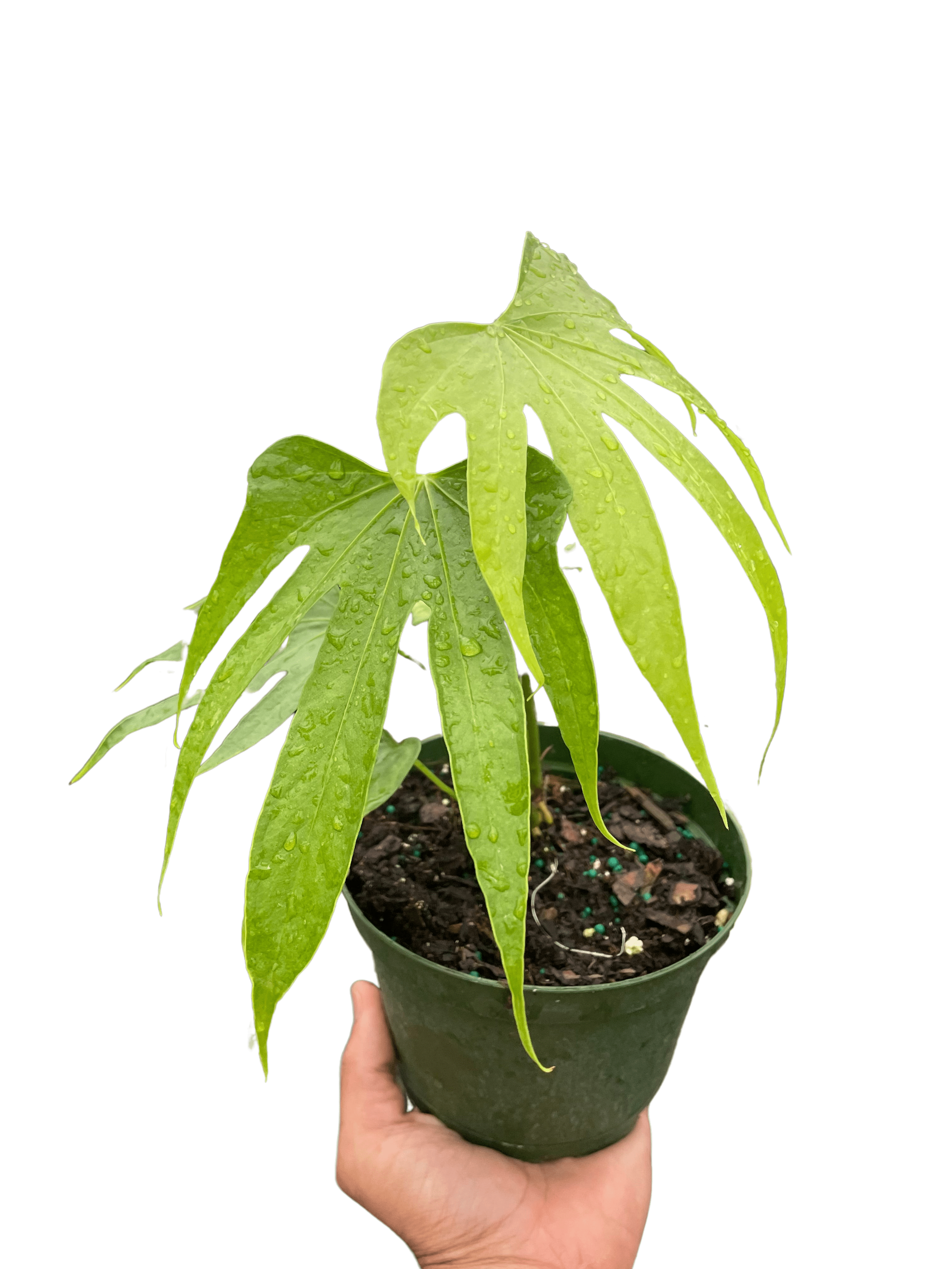 Anthurium Fingers - Ethereal Company-