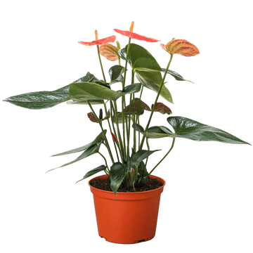 Anthurium &