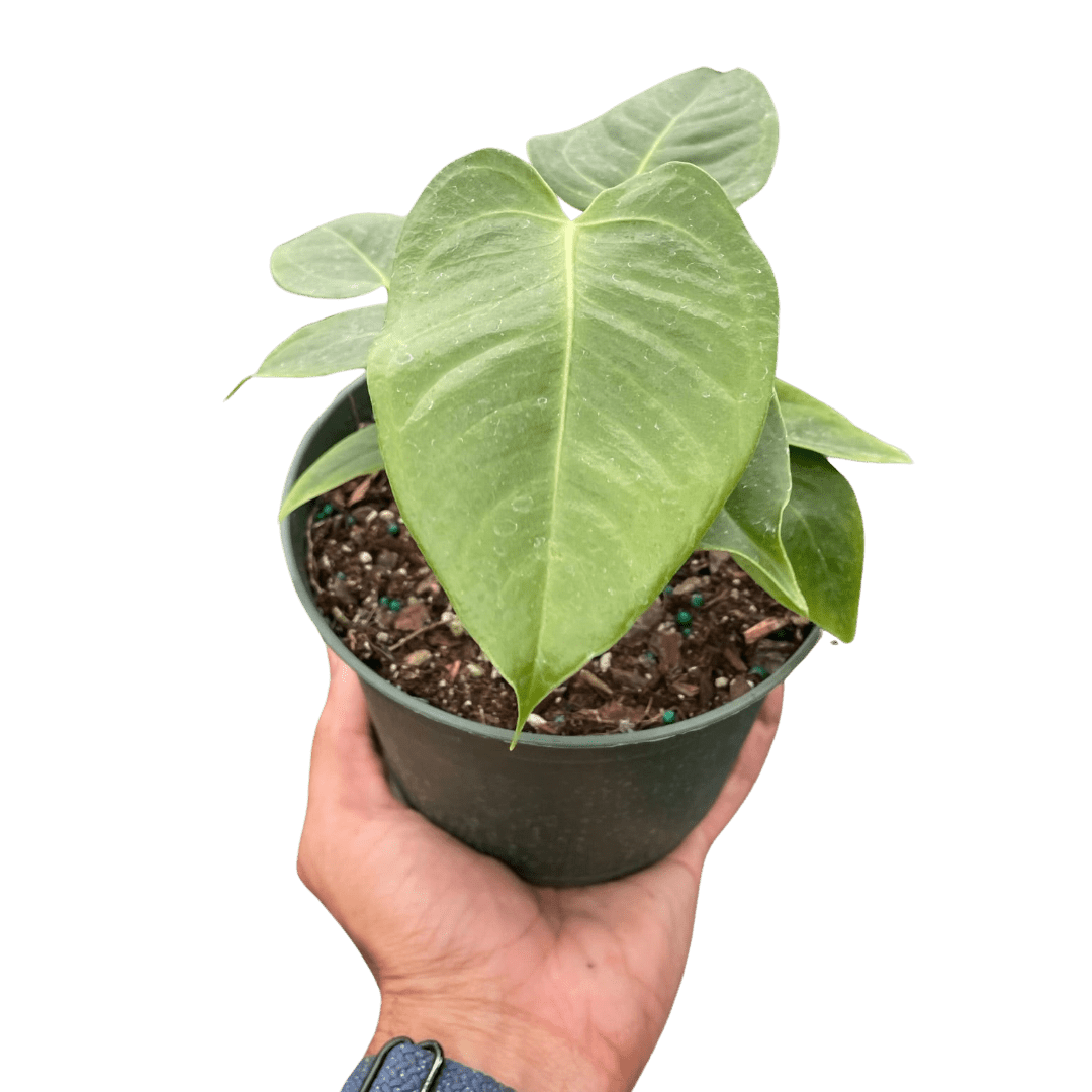 Anthurium &