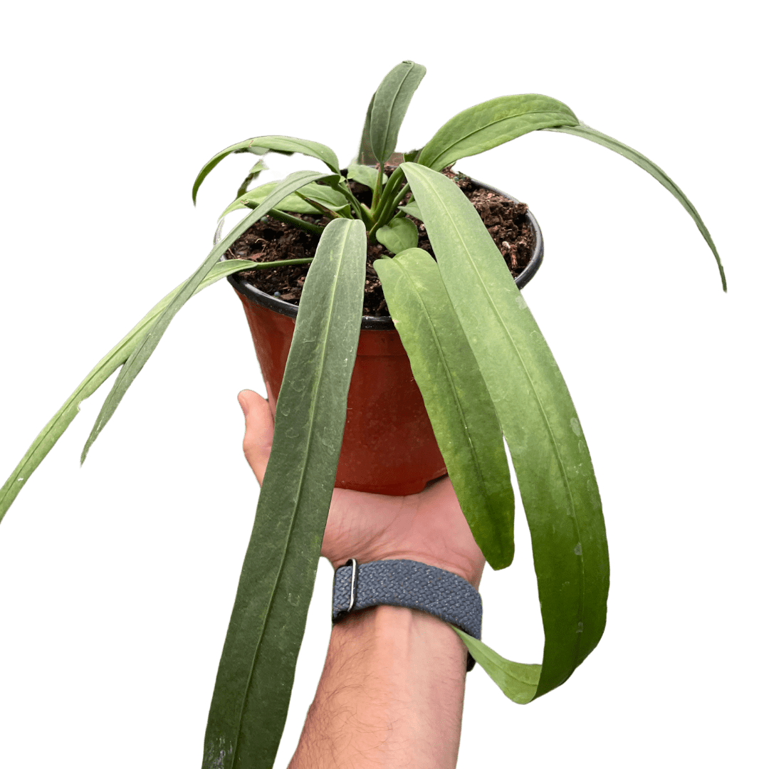 Anthurium &