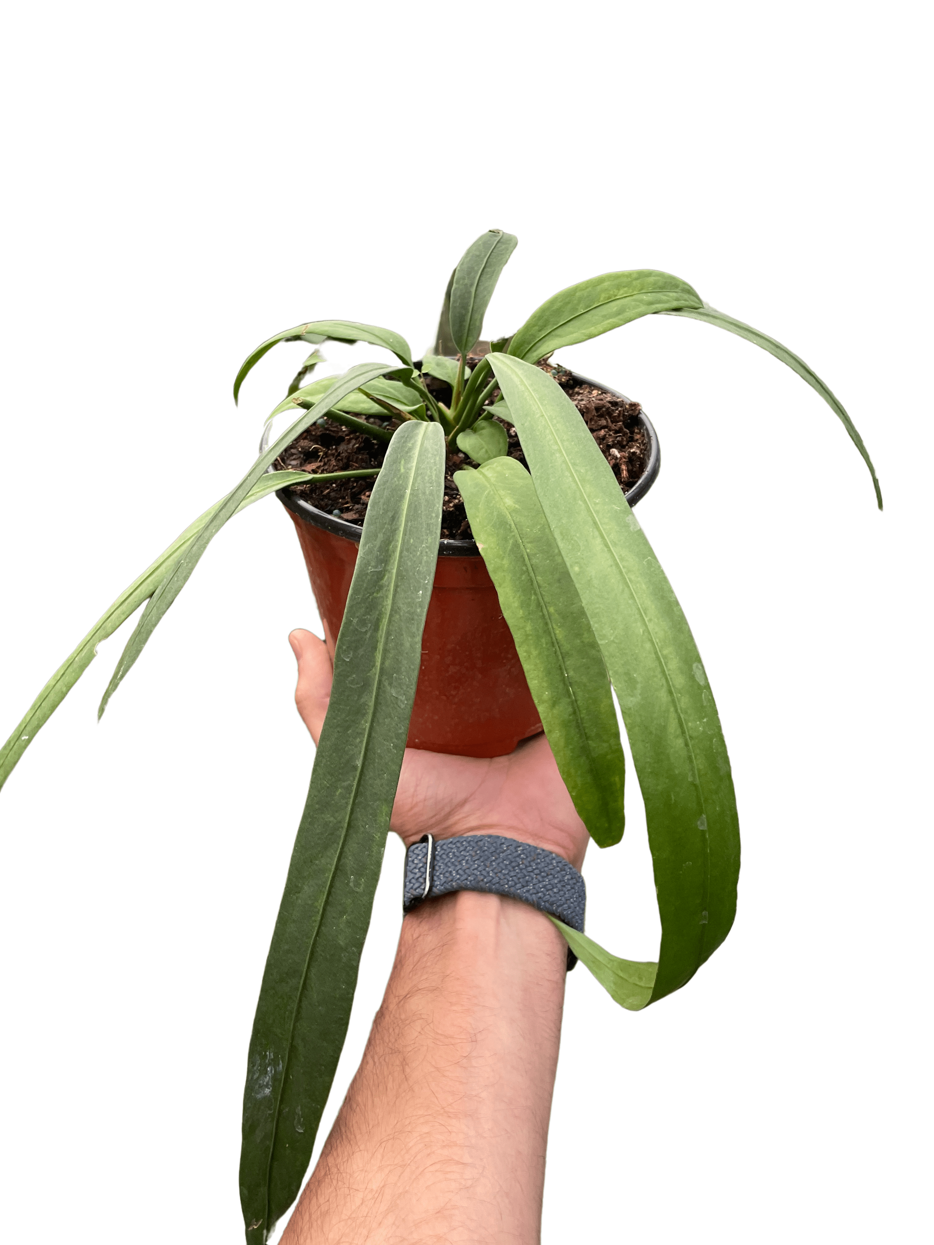 Anthurium &