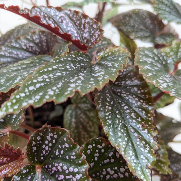 Begonia &