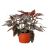 Begonia &