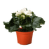 Begonia &