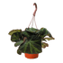 Begonia &