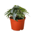 Begonia &