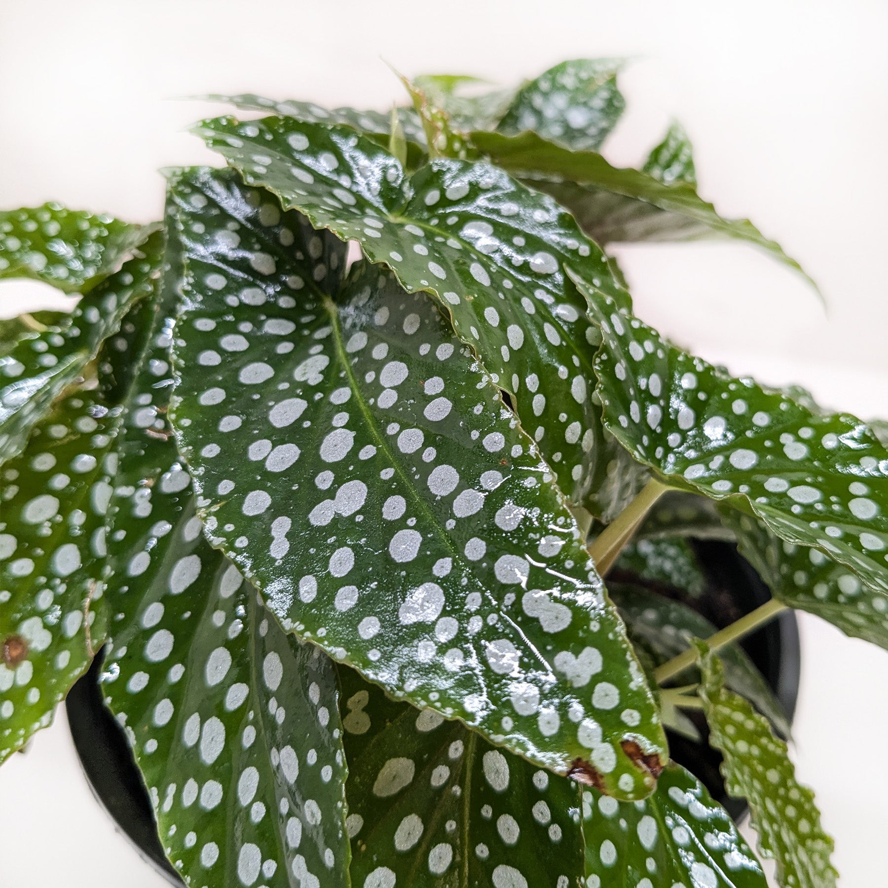 Begonia &