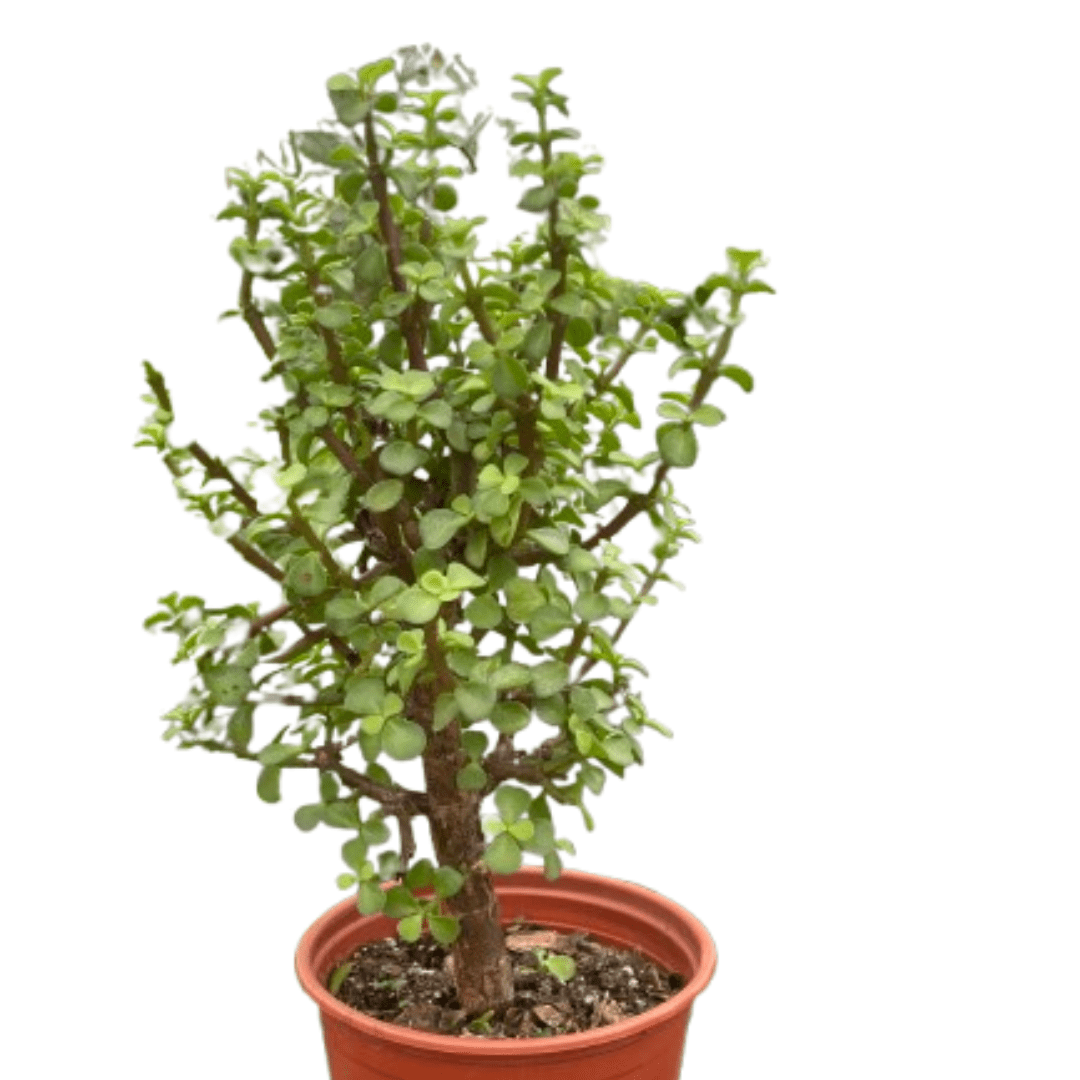 Bonsai Jade Dwarf Green - Ethereal Company