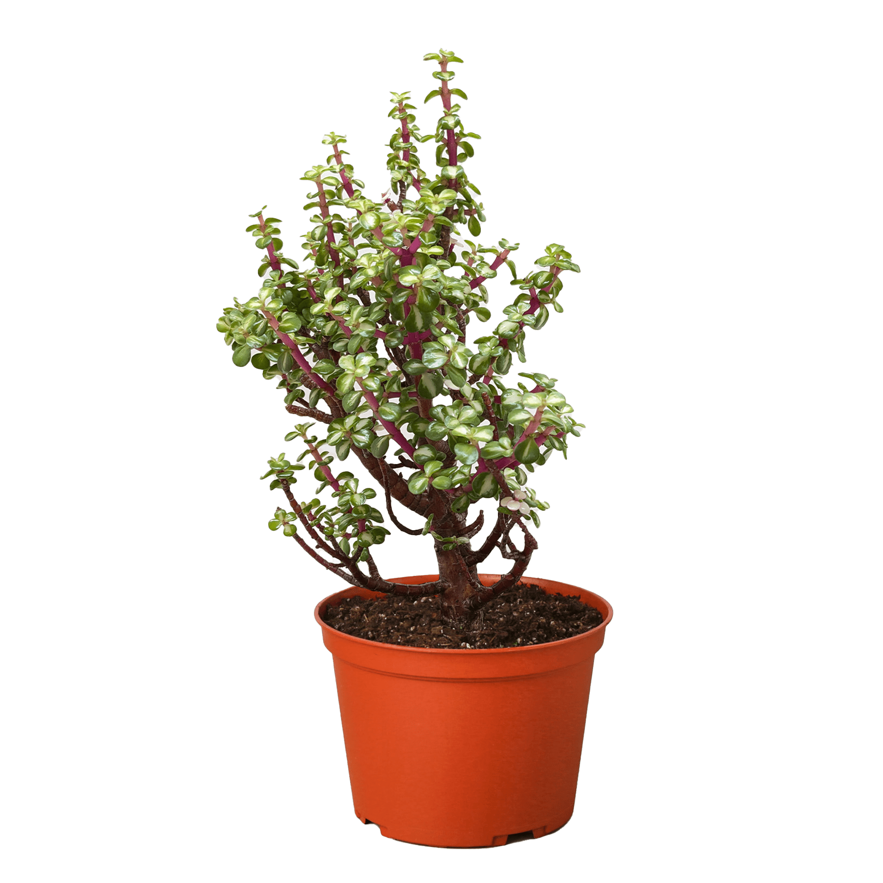 Bonsai Jade Dwarf Rainbow - Ethereal Company-Indoor Plants