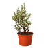 Bonsai Jade Dwarf Rainbow - Ethereal Company-Indoor Plants