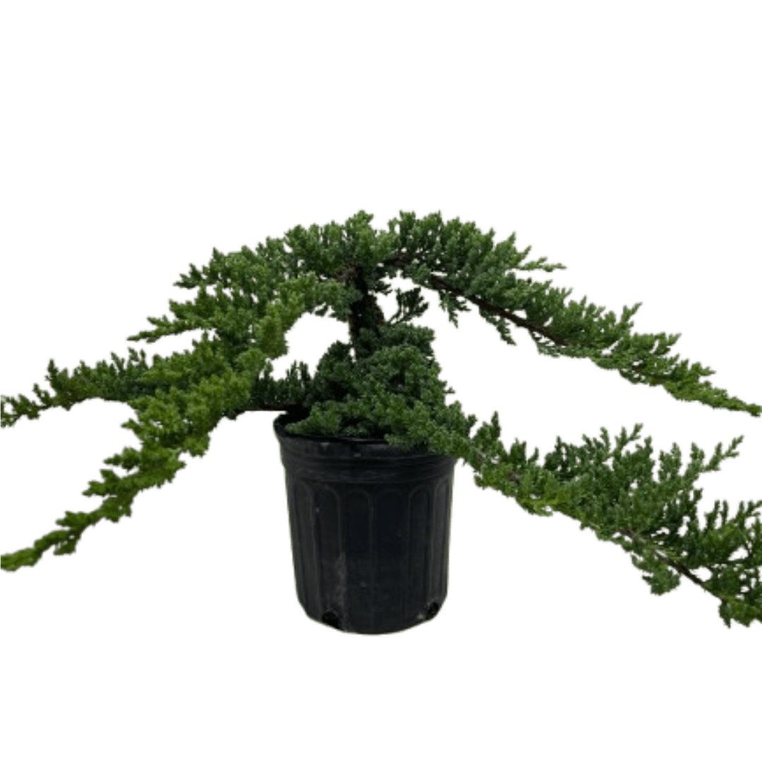 Bonsai Juniper - Ethereal Company
