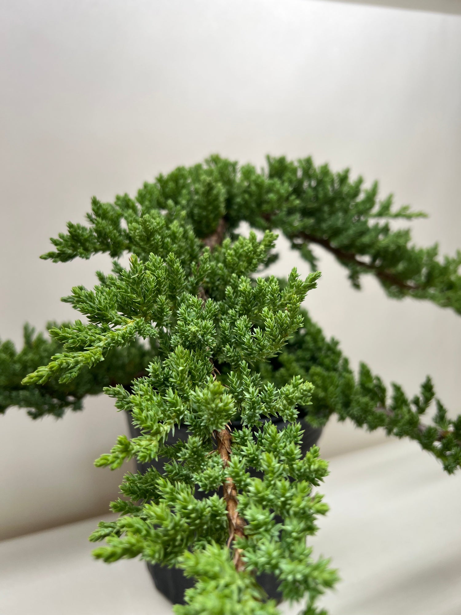 Bonsai Juniper - Ethereal Company