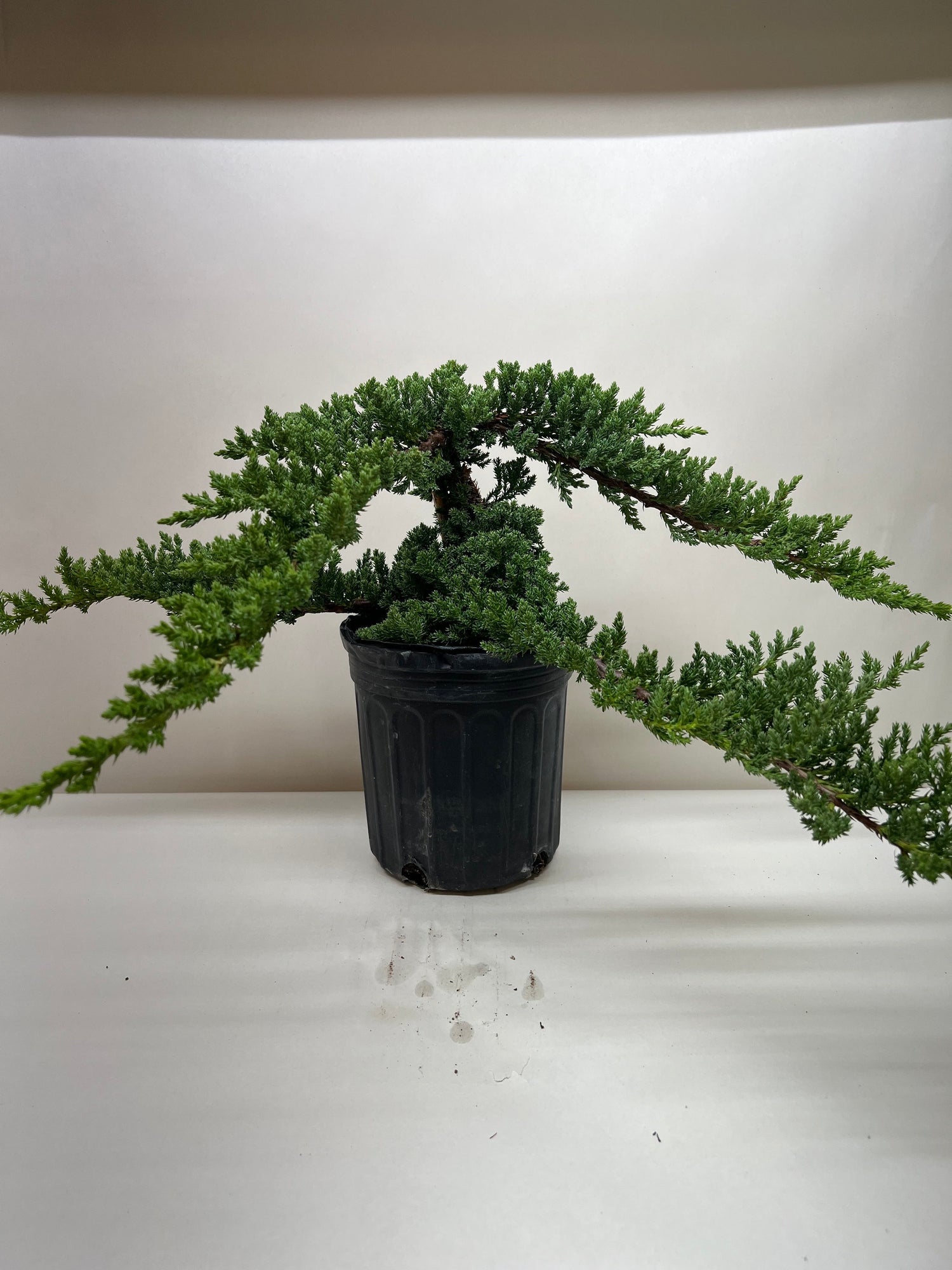 Bonsai Juniper - Ethereal Company