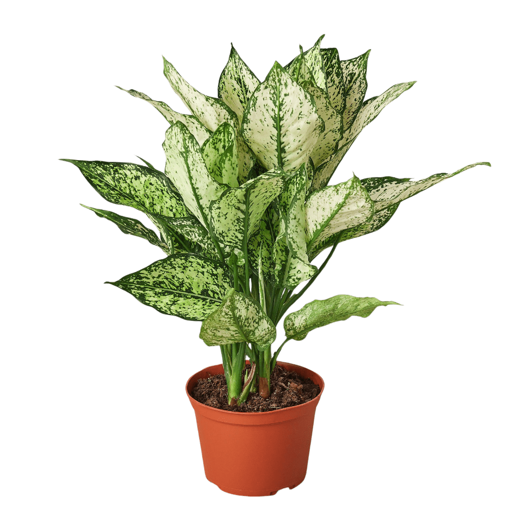Chinese Evergreen &