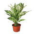 Chinese Evergreen &