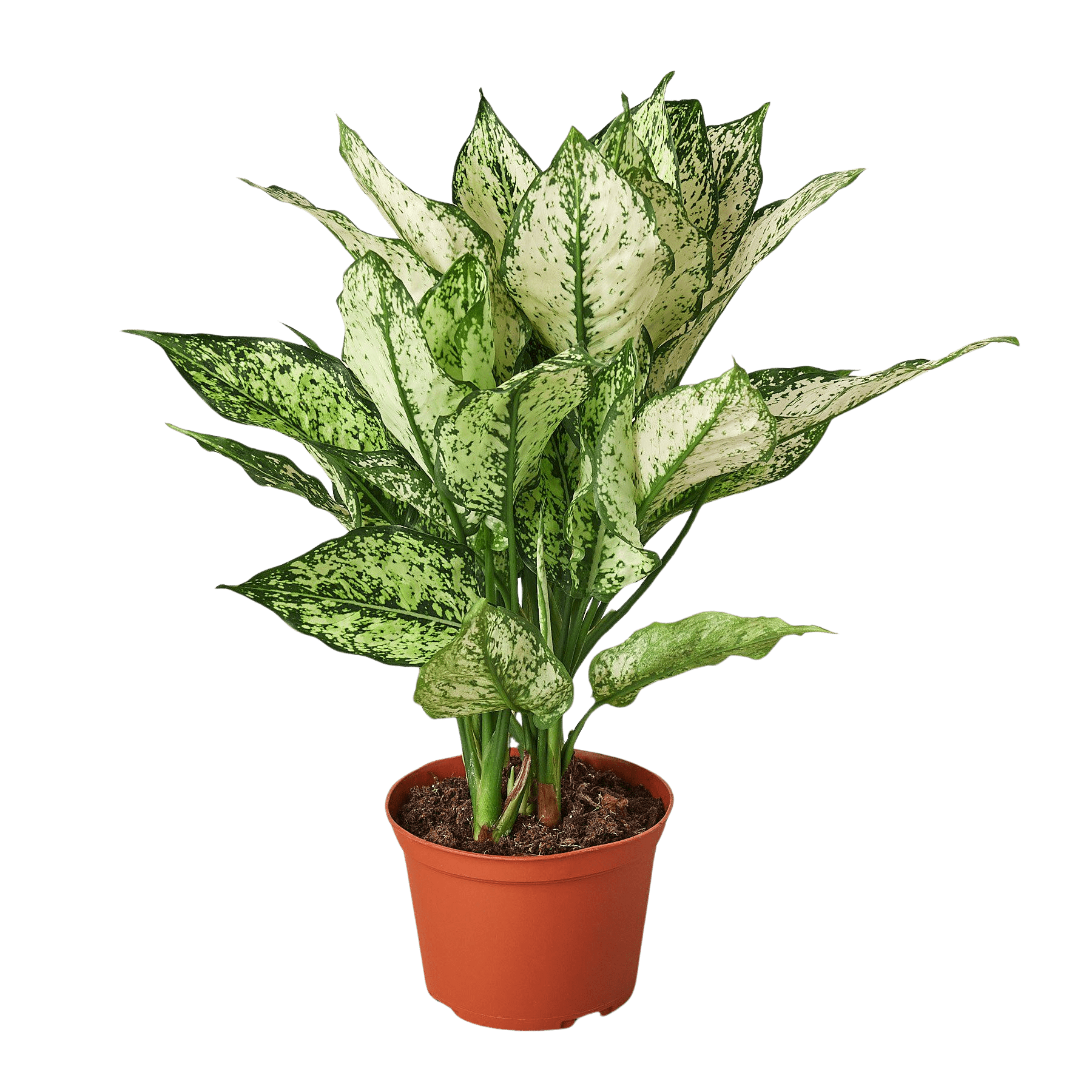 Chinese Evergreen &
