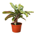 Cordyline Willies Gold - Ethereal Company-