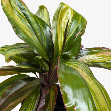 Cordyline Willies Gold - Ethereal Company-