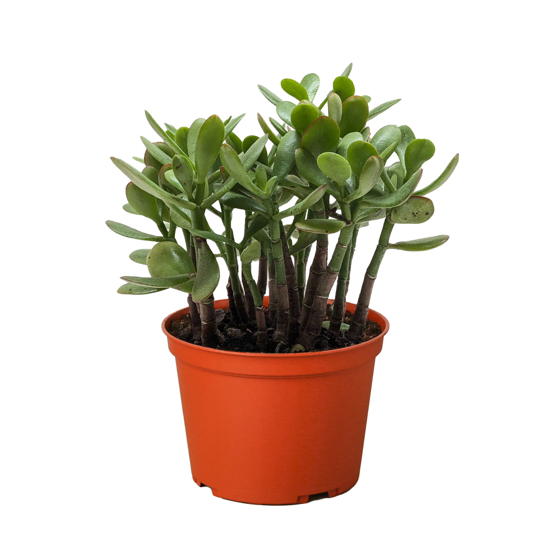 Succulent Crassula &