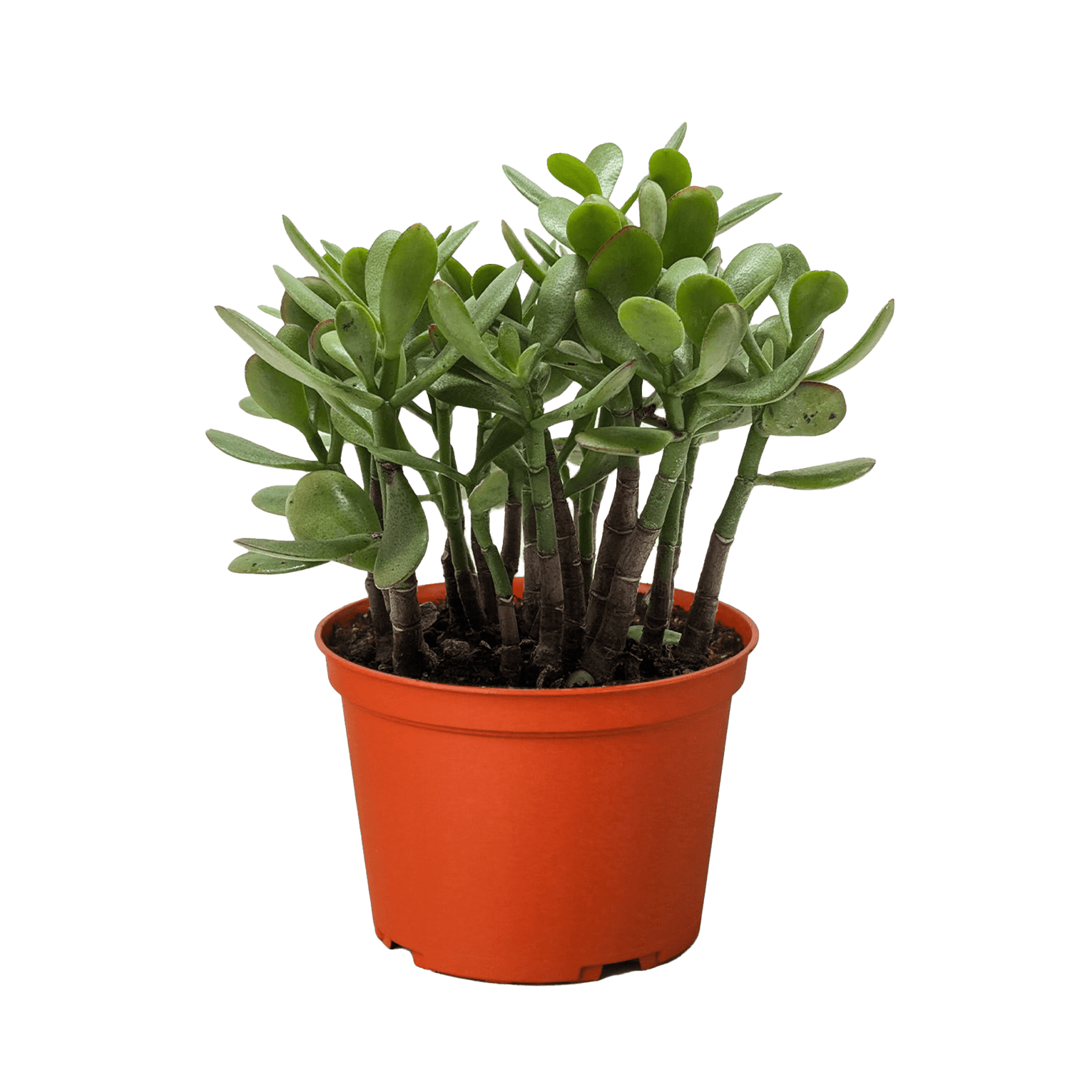 Succulent Crassula &