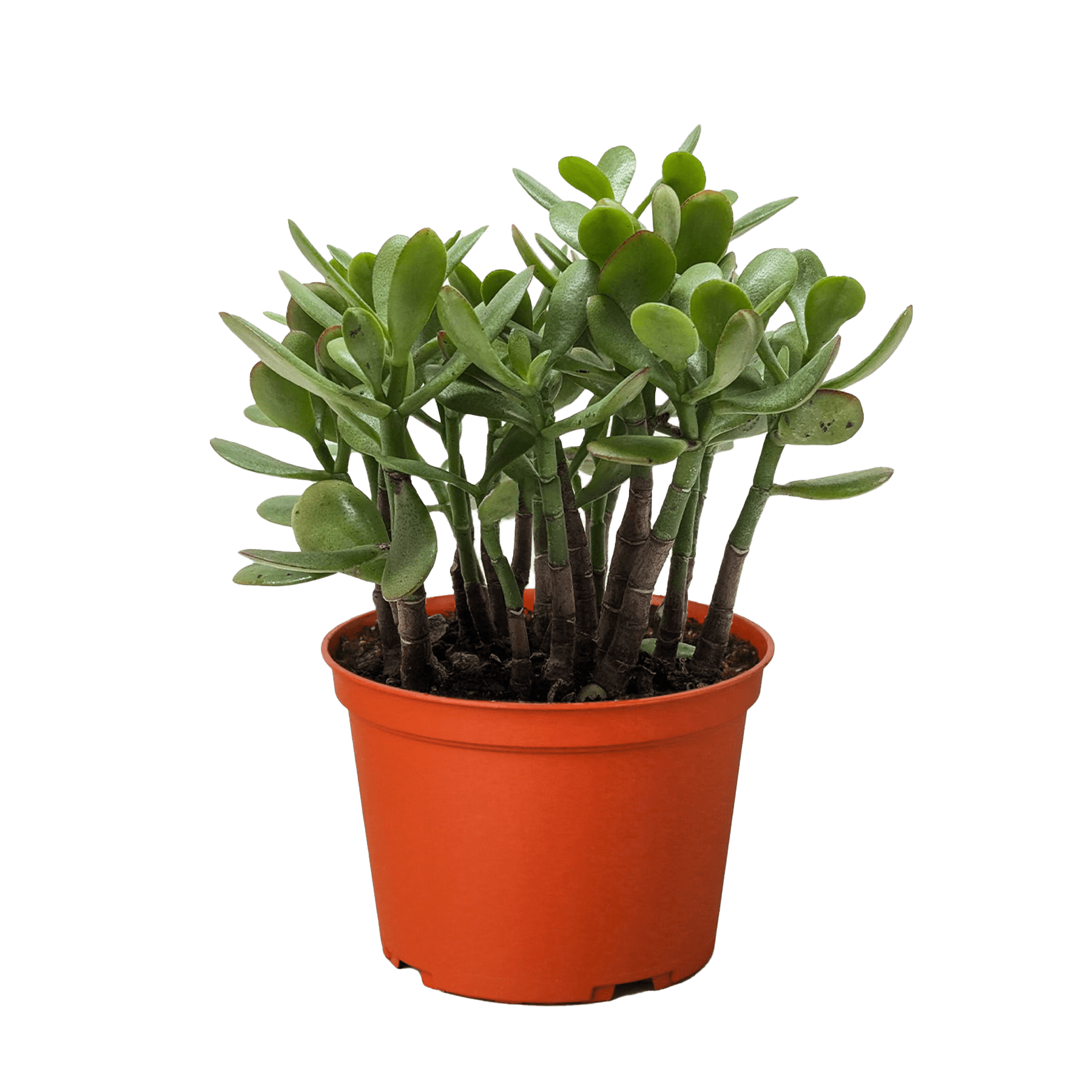 Succulent Crassula &