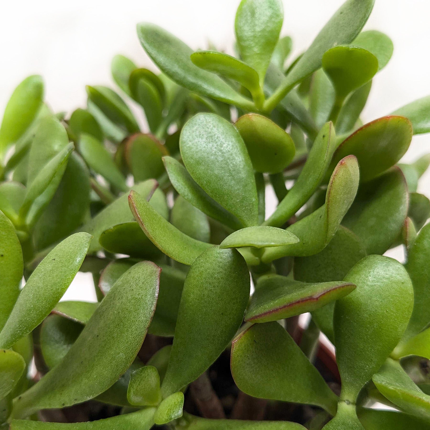 Succulent Crassula &