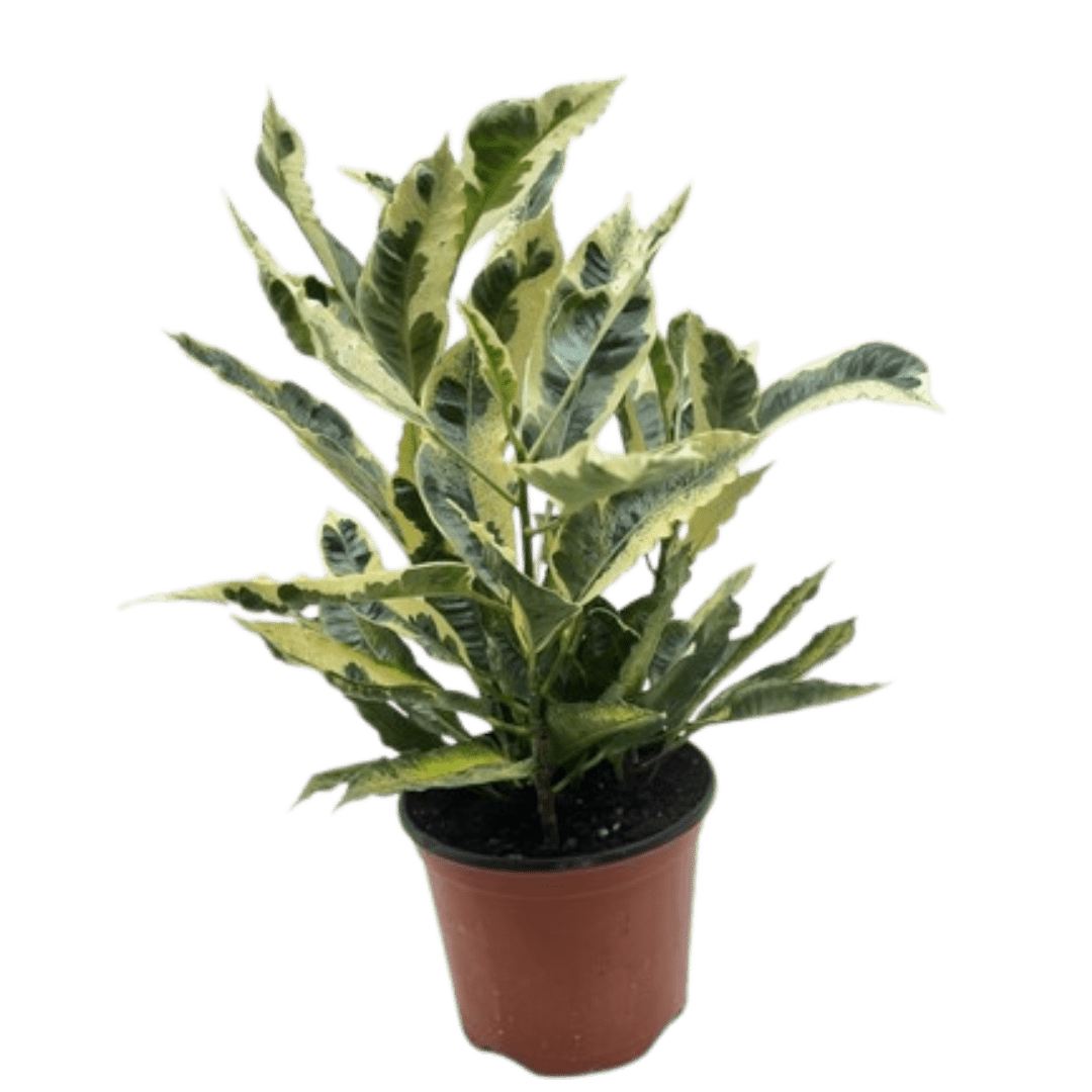 Croton &