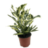 Croton &