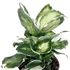 Dieffenbachia &