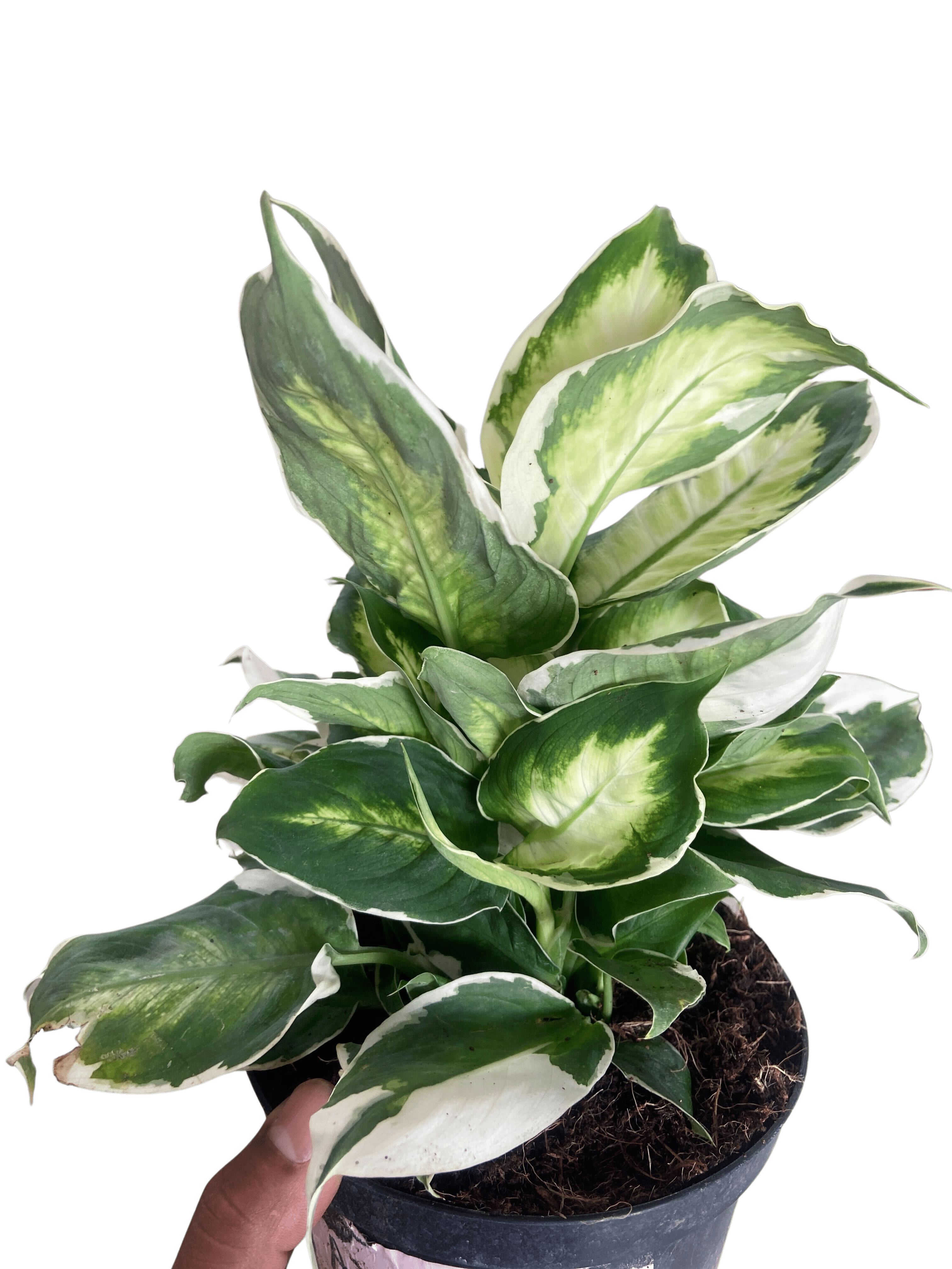 Dieffenbachia &
