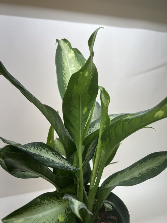 Dieffenbachia Panther - Ethereal Company-Indoor Plants