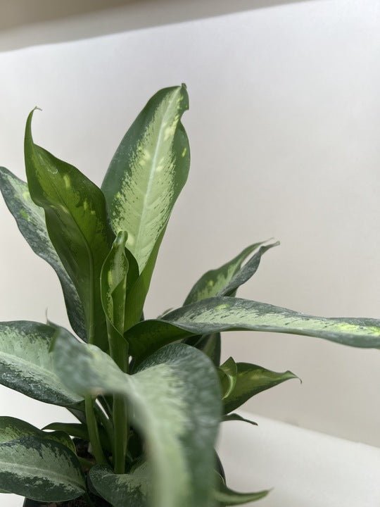 Dieffenbachia Panther - Ethereal Company-Indoor Plants