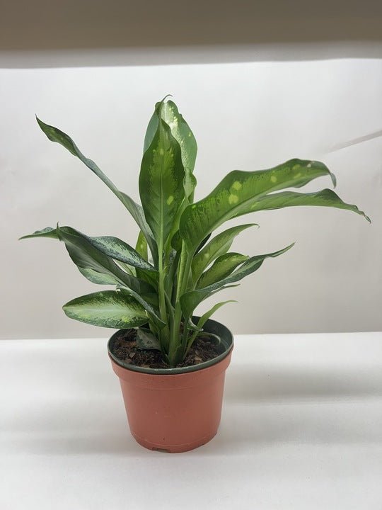 Dieffenbachia Panther - Ethereal Company-Indoor Plants