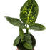 Dieffenbachia &