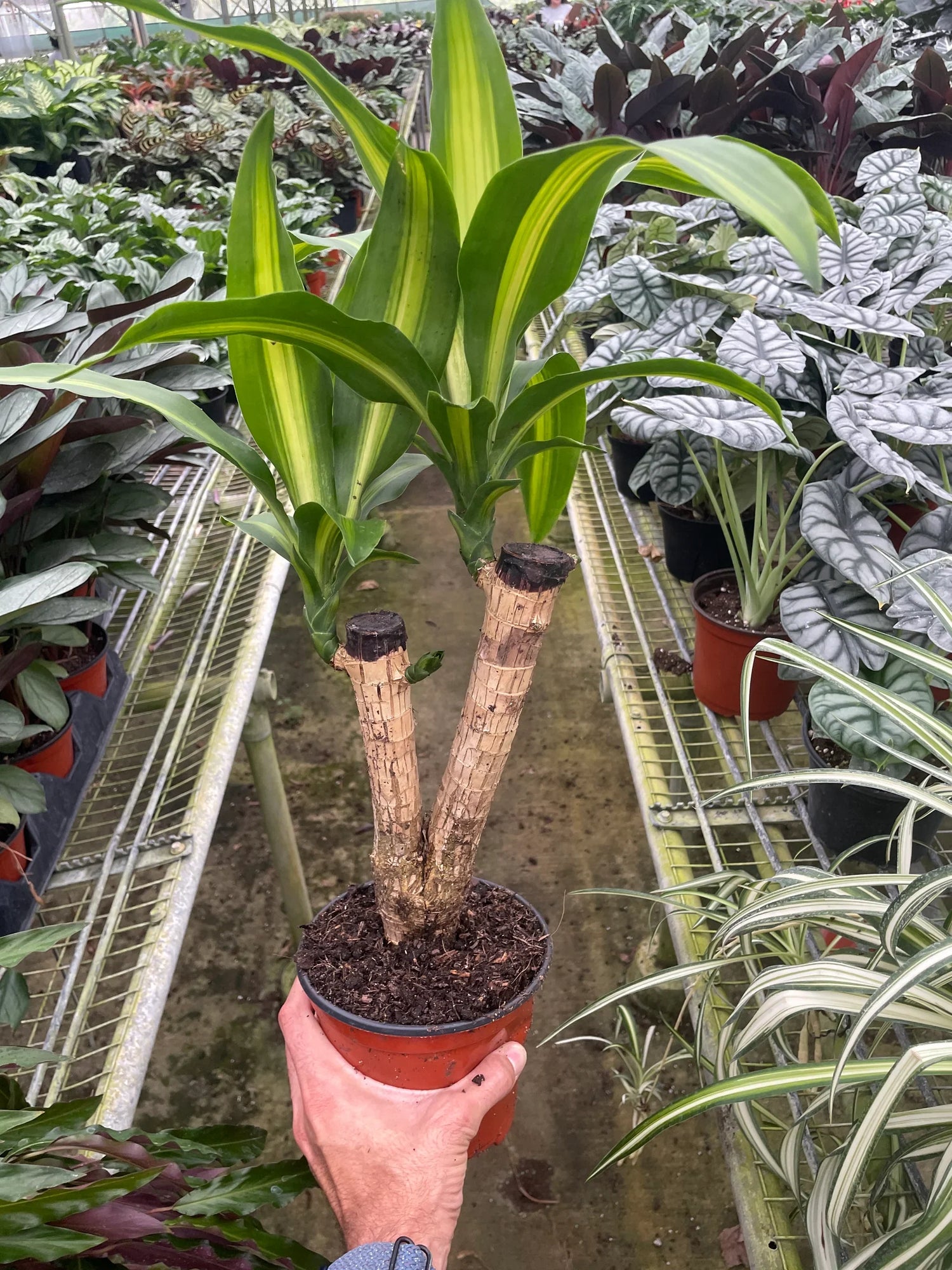Dracaena Massangeana - Ethereal Company-6" Plant (1) ($10)
