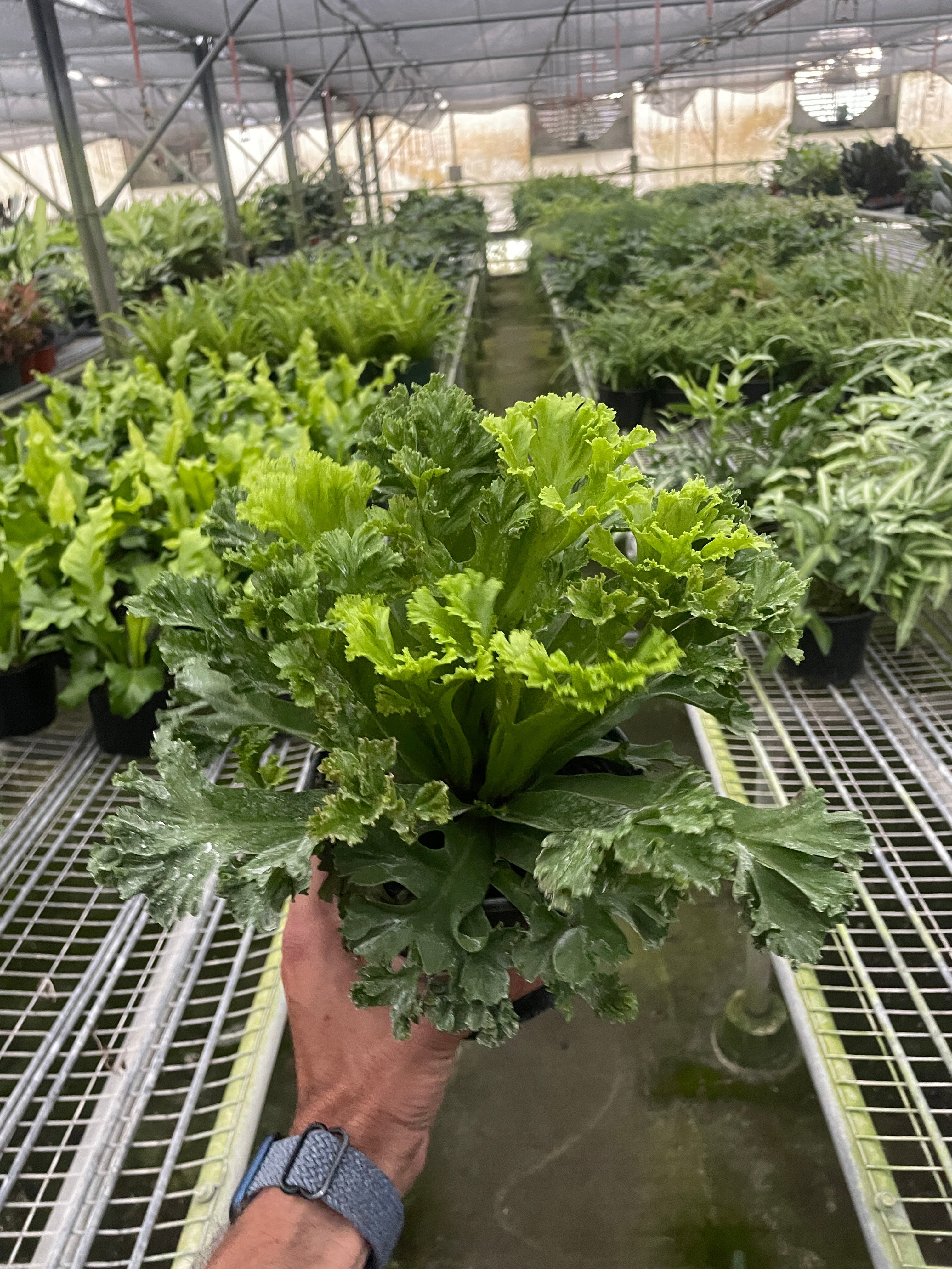 Bird’s Nest Leslie Fern - Ethereal Company