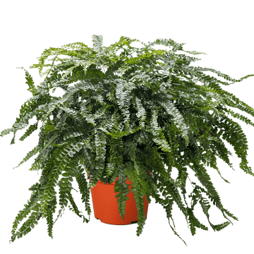 Fern Rosy Maidenhair - Ethereal Company-Indoor Plants