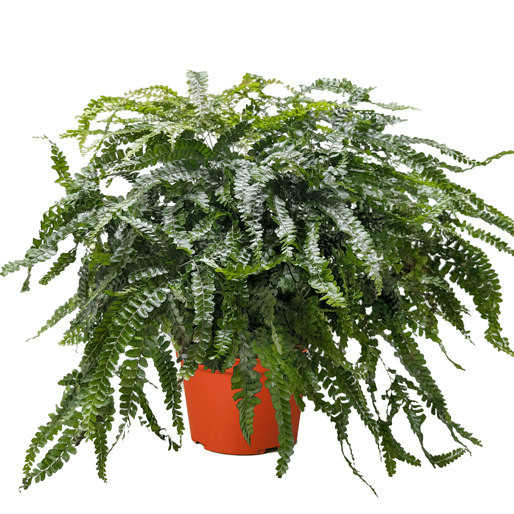 Fern Rosy Maidenhair - Ethereal Company-Indoor Plants