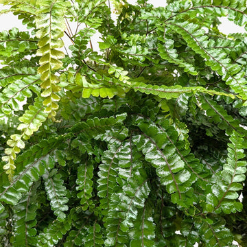 Fern Rosy Maidenhair - Ethereal Company-Indoor Plants