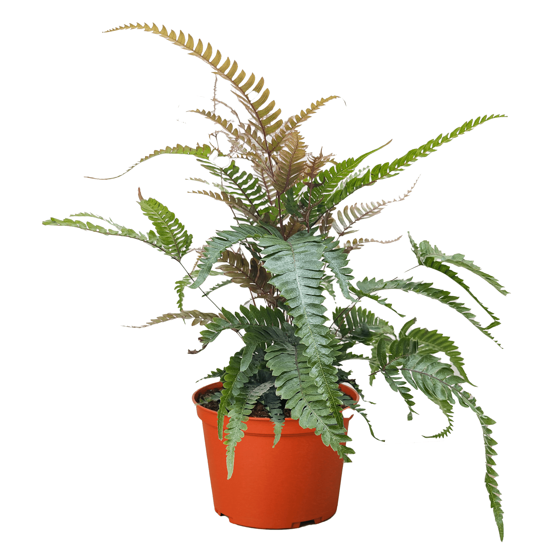 Fern &