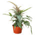 Fern &