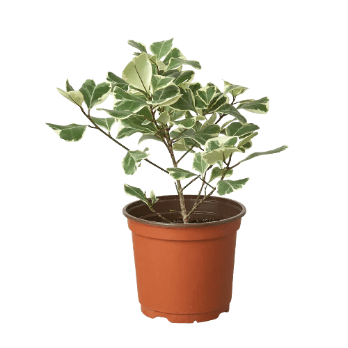 Ficus Elastica &