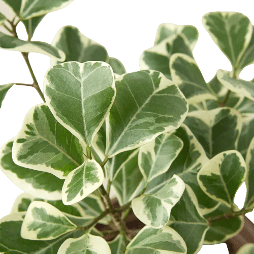Ficus Elastica &
