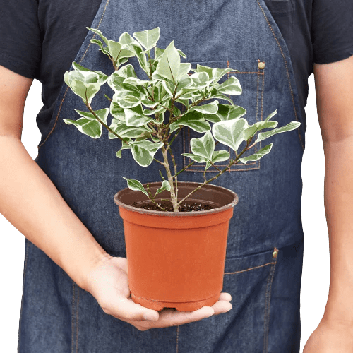 Ficus Elastica &