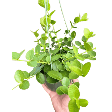 Hoya Cumingiana - Ethereal Company-4" Plant